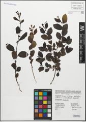 Foto von Salix myrsinifolia Salisb.